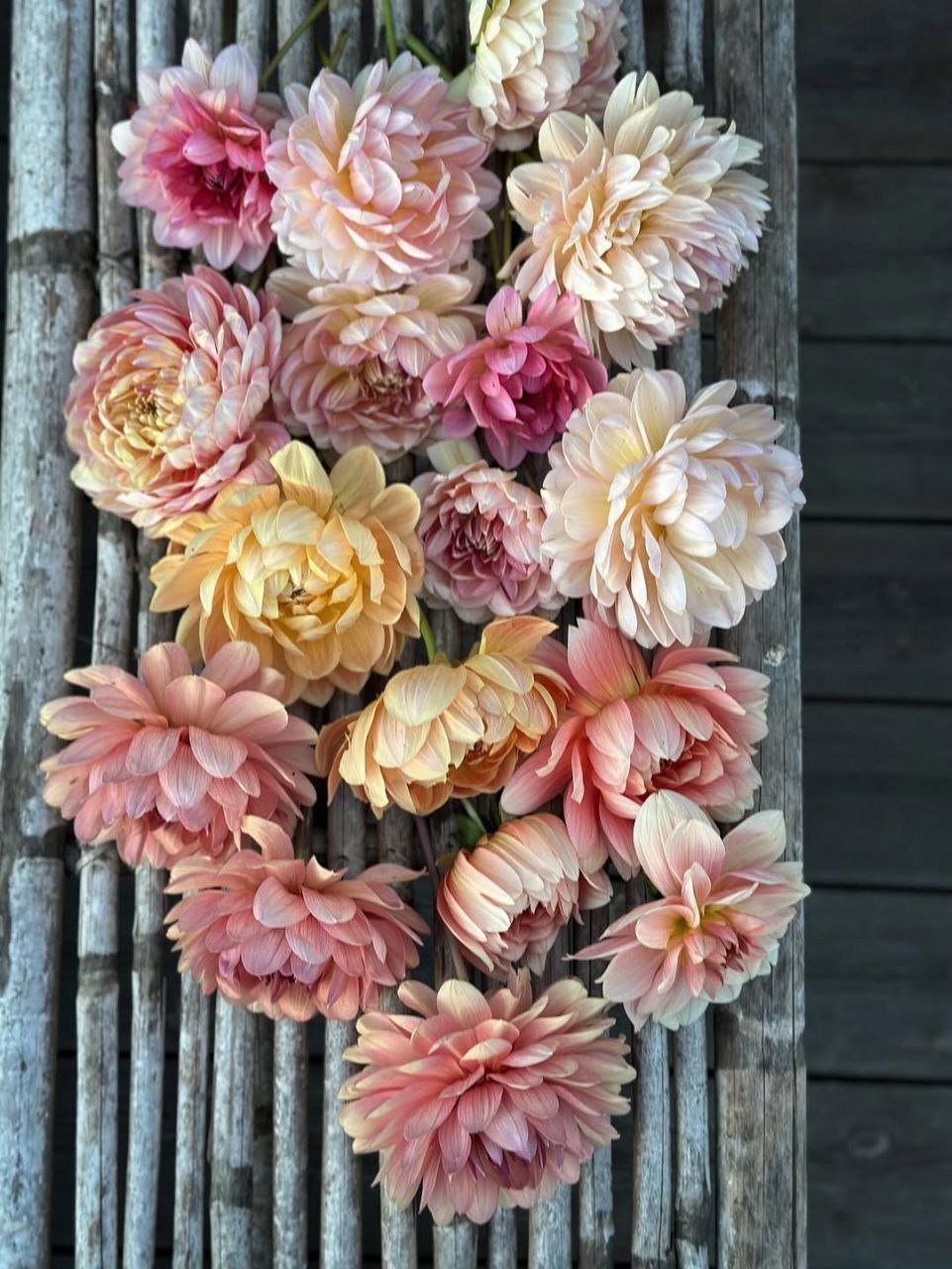 Нимфейные (Waterlily Dahlias)