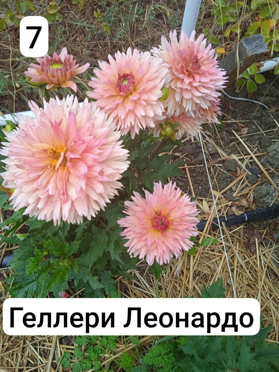 Бордюрные (Bedding Dahlias)
