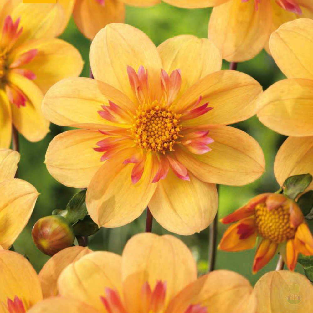 Воротничковые (Collerette Dahlias)