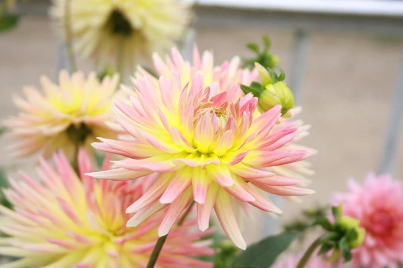 Кактусовые/Бахромчатые/Полукактусовые