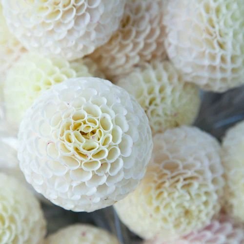 Георгина Смол Ворд (Small World)