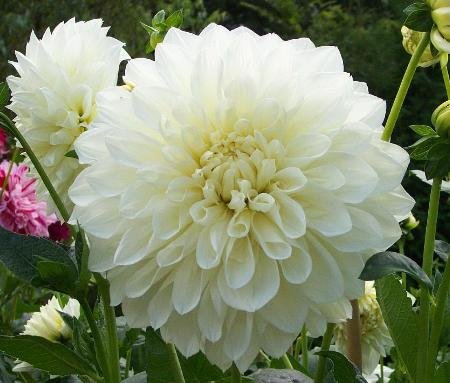 Георгина Вайт Перфекшн (White Perfection)