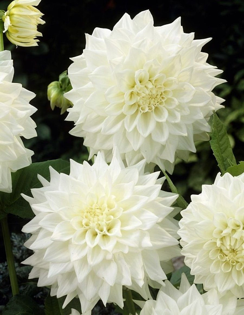 Георгина Вайт Перфекшн (White Perfection) — фото 1