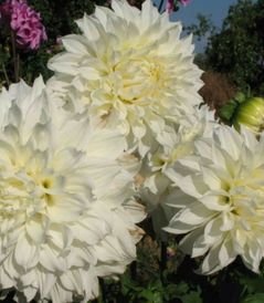 Георгина Вайт Перфекшн (White Perfection) — фото 1