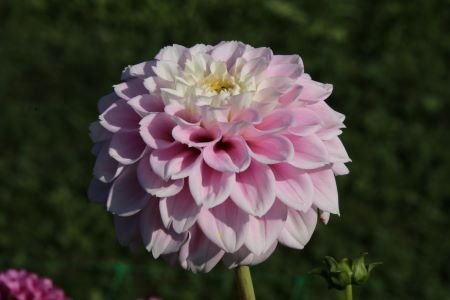 Георгина Свит Лав (Sweet Love)