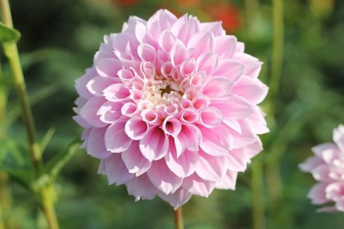 Георгина Свит лав (Sweet Love) — фото 1