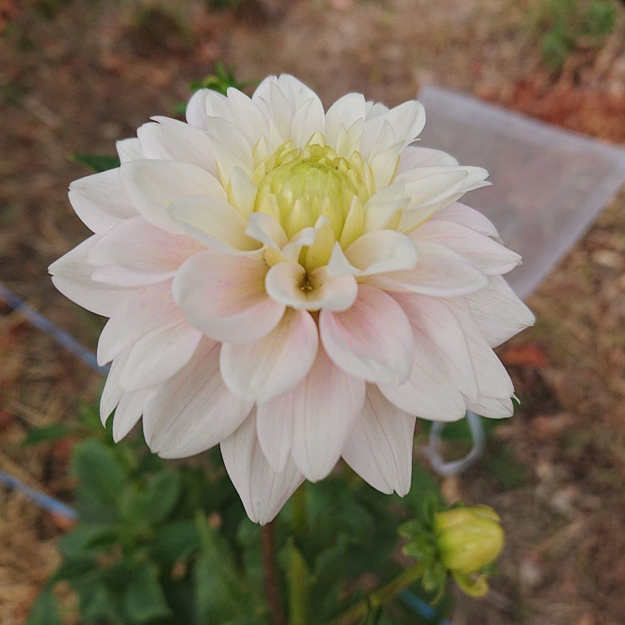 Георгина Свит лав (Sweet Love) — фото 1