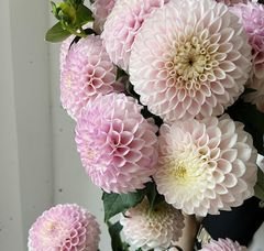 Георгина Пинк Перл (Pink Pearl)