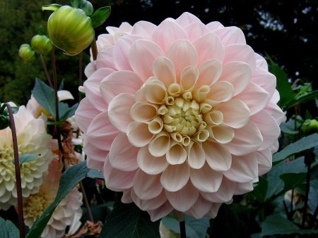 Георгина Свит Натали (Sweet Nathalie)