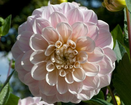 Георгина Свит Натали (Sweet Nathalie) — фото 1