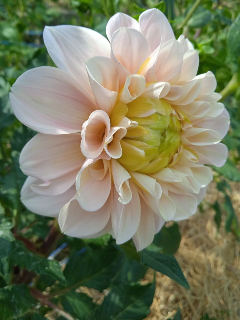 Георгина Свит Натали (Sweet Nathalie) — фото 1