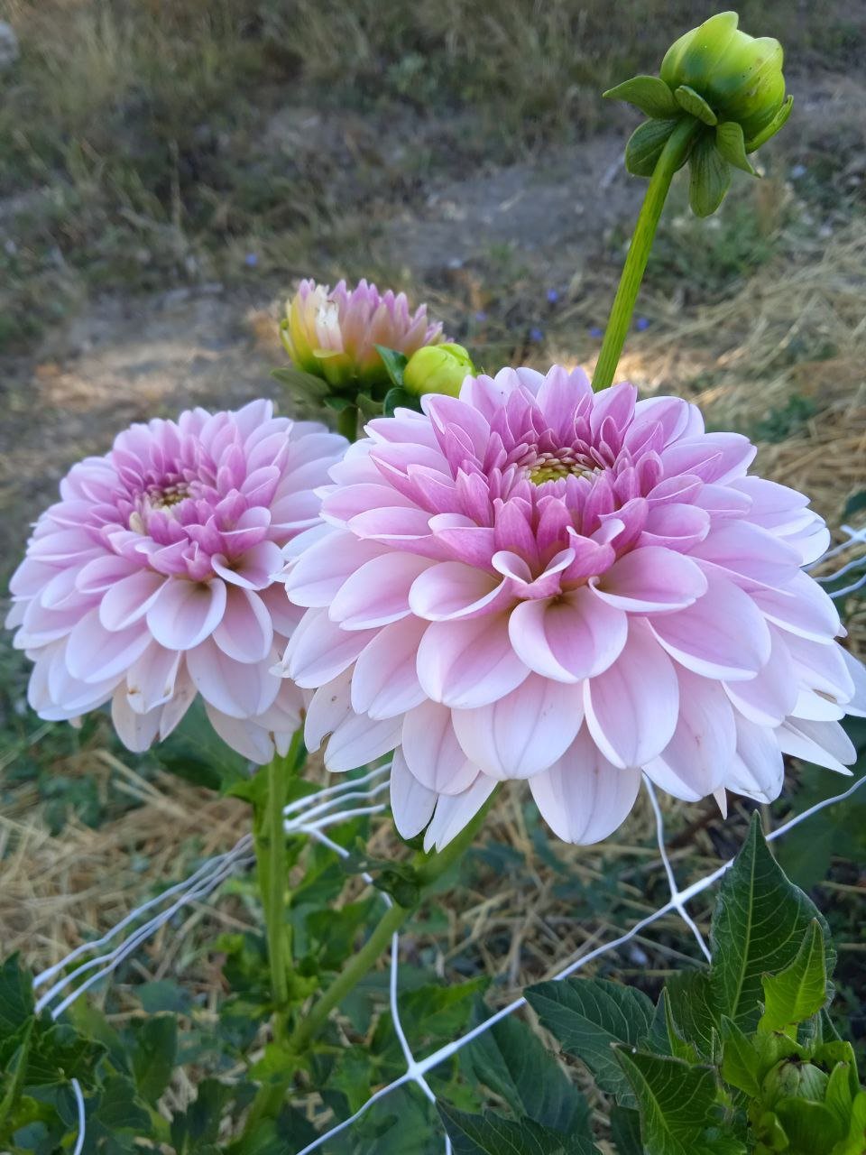 Георгина Пинк Силк (Pink Silk) — фото 1