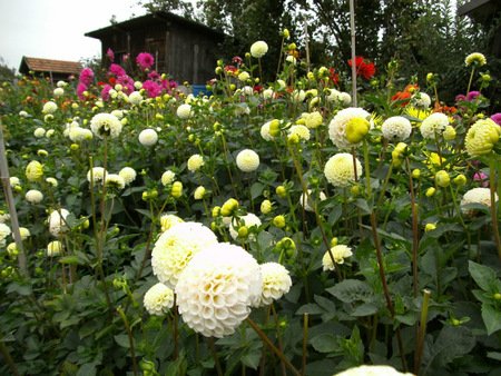 Георгин Smol World — фото 1