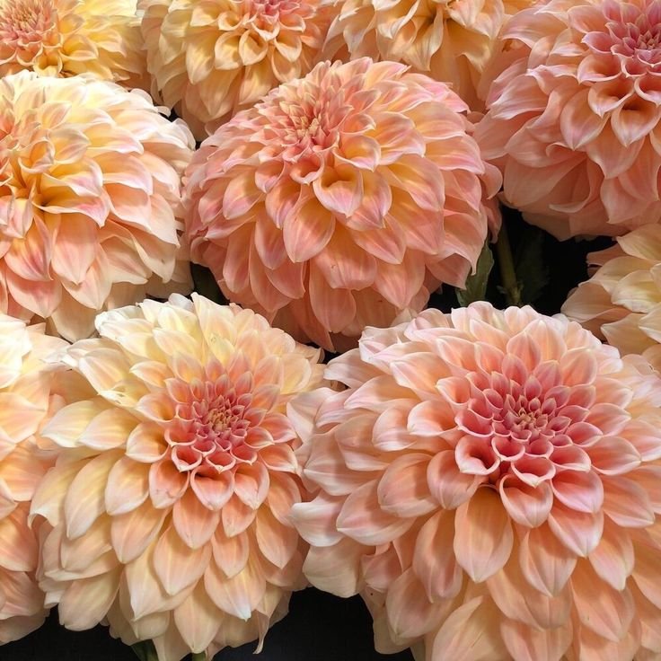 Георгина Брэкен Сара (Bracken Sarah)