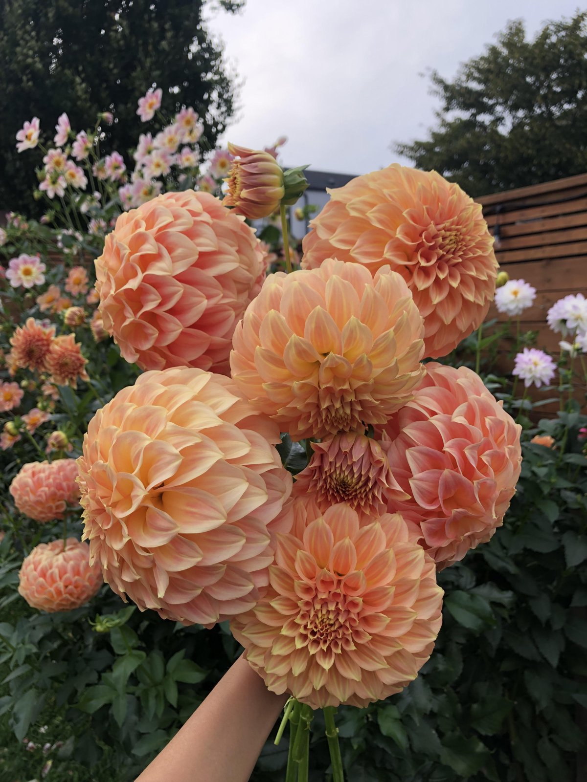 Георгина Брэкен Сара (Bracken Sarah) — фото 1