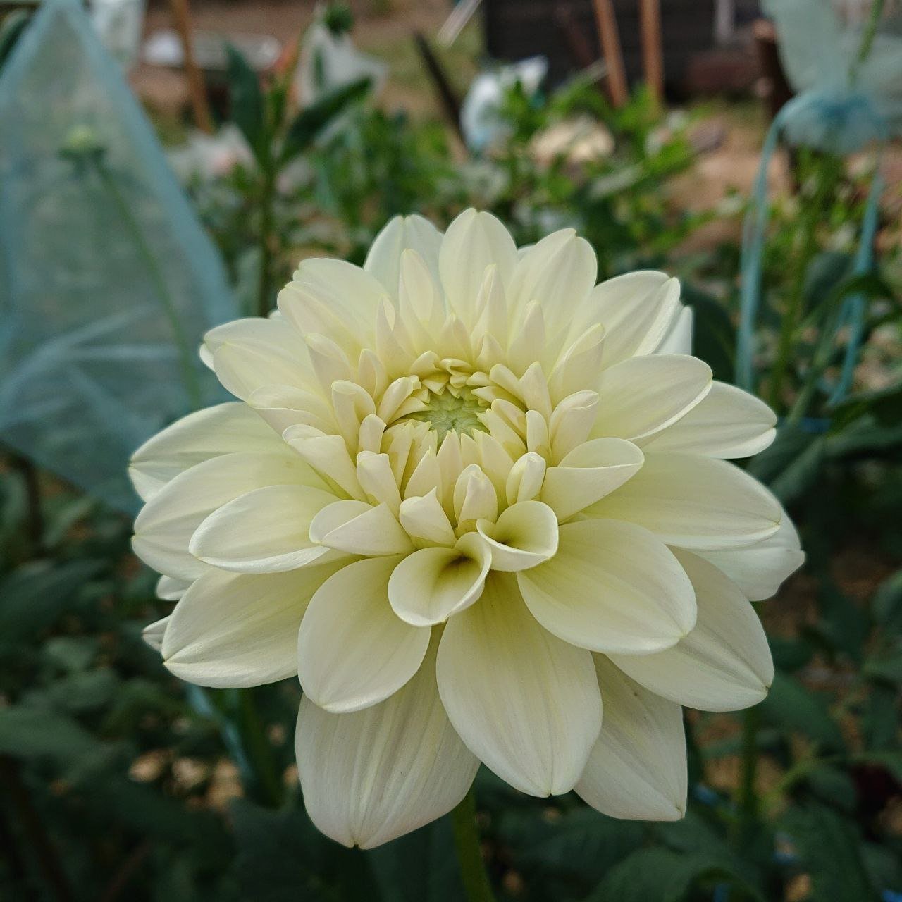 Георгина Карамель Антик (Caramel Antique)