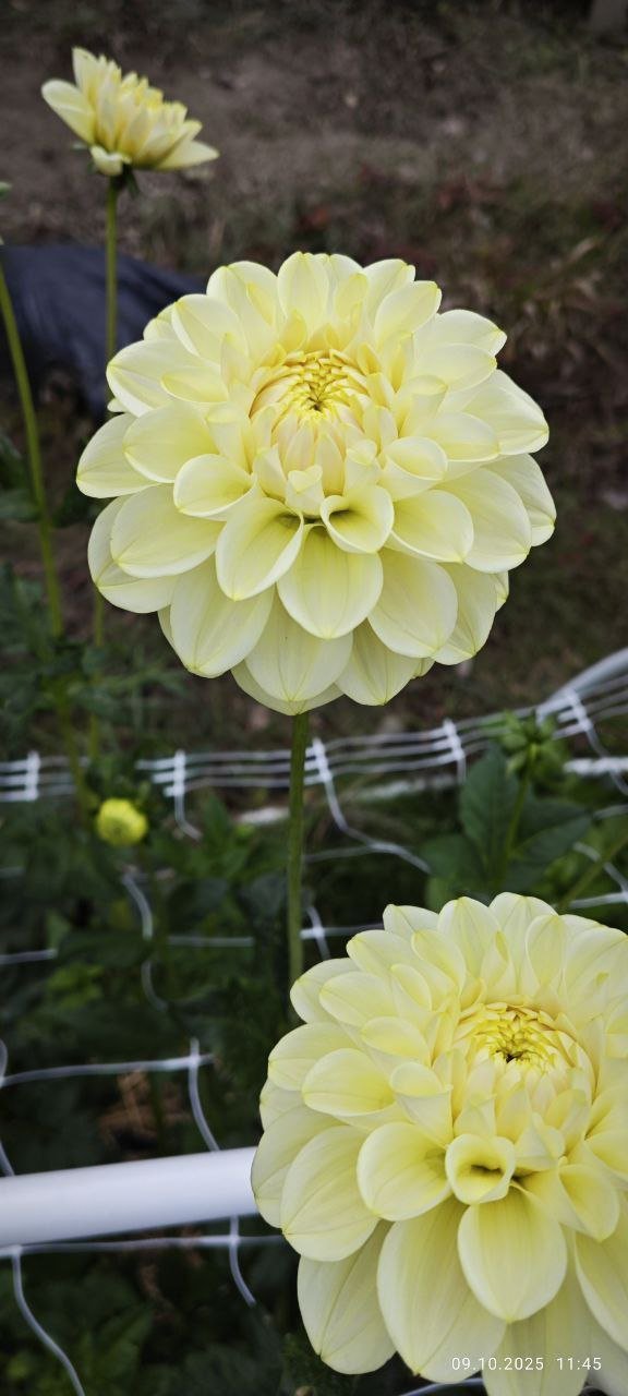 Георгина Карамель Антик (Caramel Antique) — фото 1