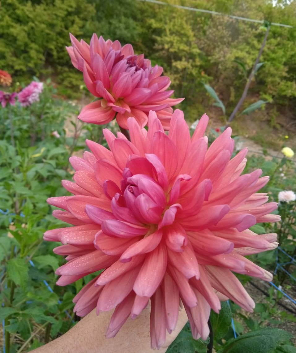 Георгина Дач Перл (Dutch Pearl)