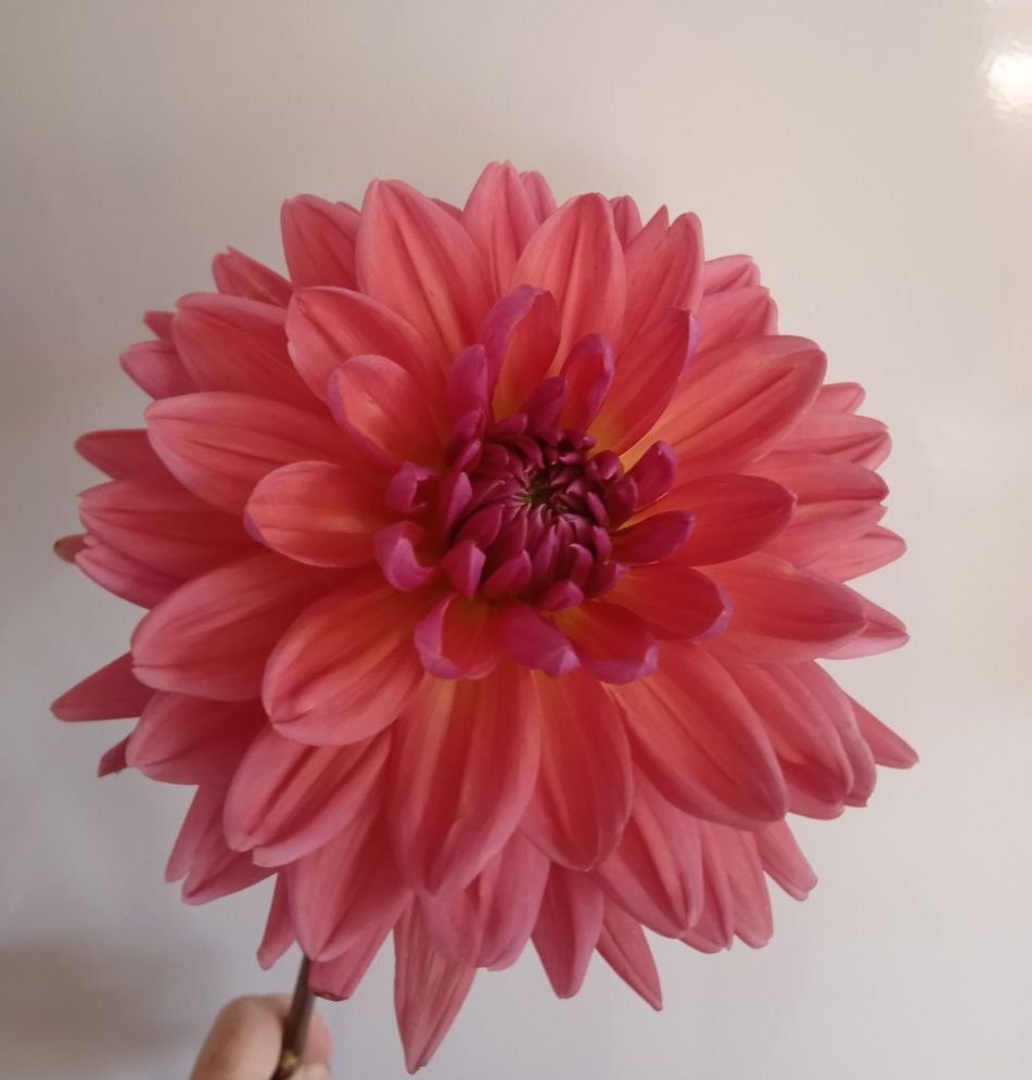 Георгина Дач Перл (Dutch Pearl) — фото 1