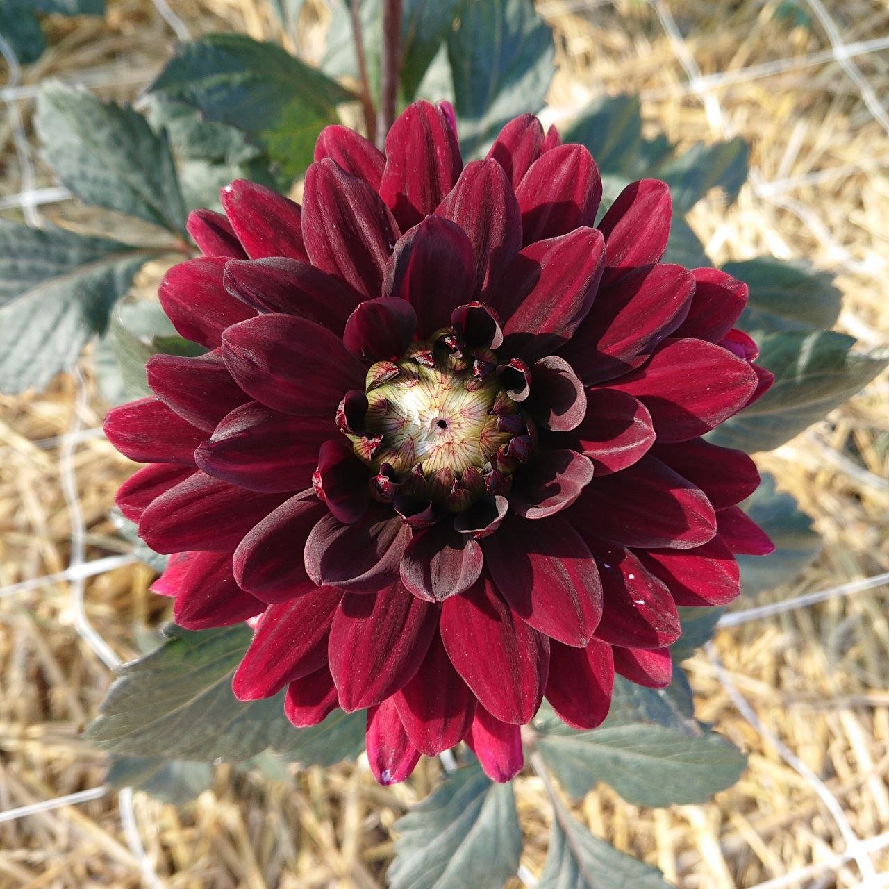 Георгина Афтер Даск (After Dusk)