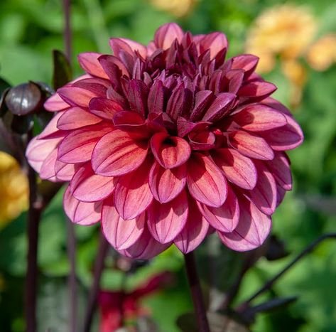 Георгина Молли Рэйвен — фото 1