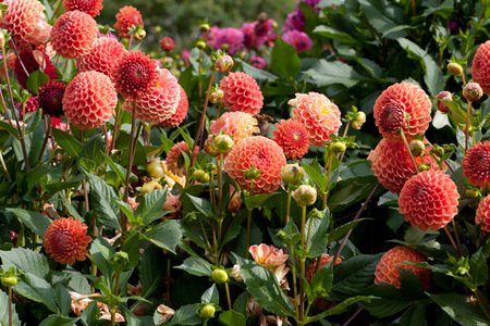 Георгина Корнел Бронз (Cornel Brons) — фото 1