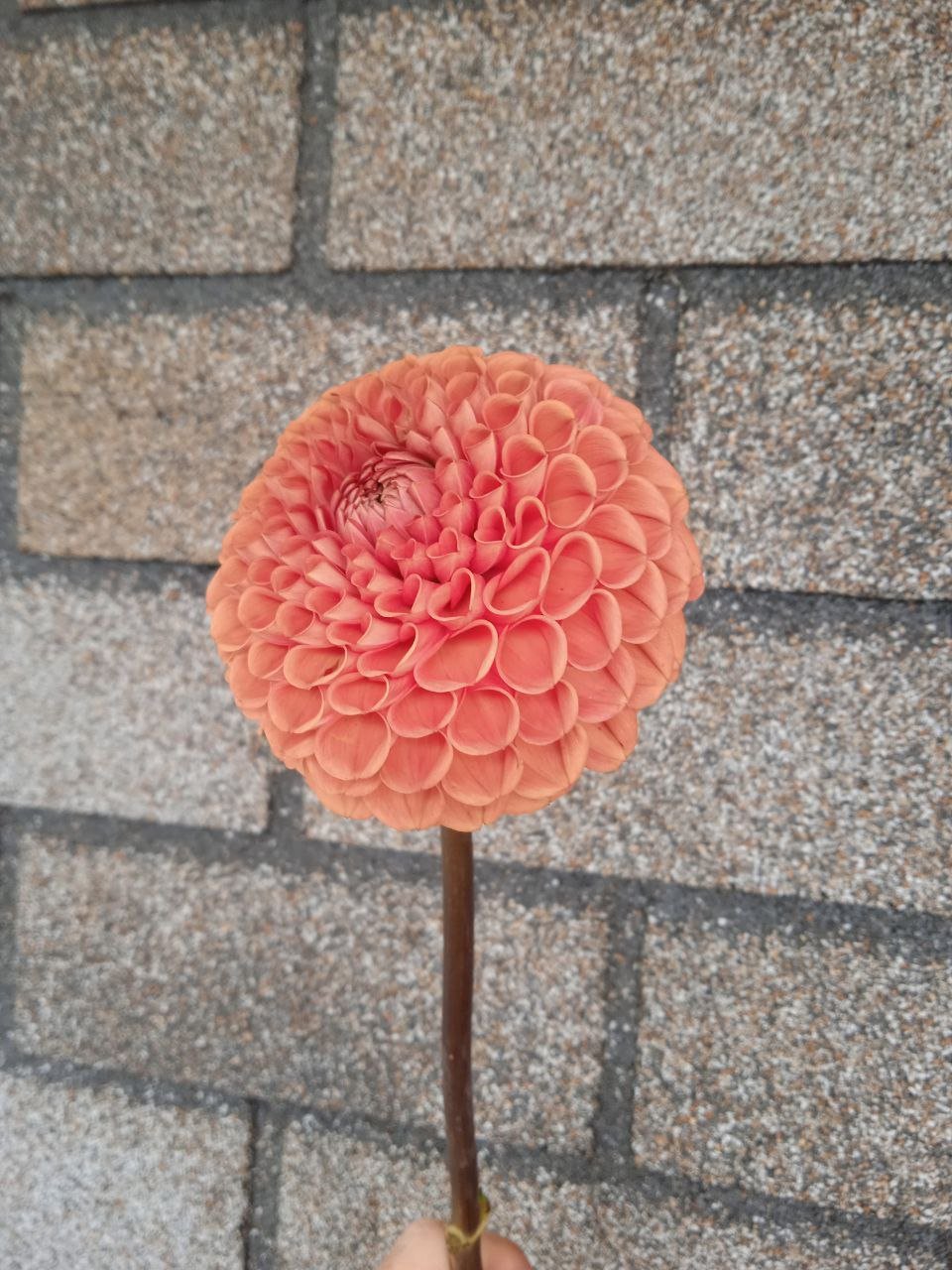 Георгина Корнел Бронз (Cornel Brons) — фото 1