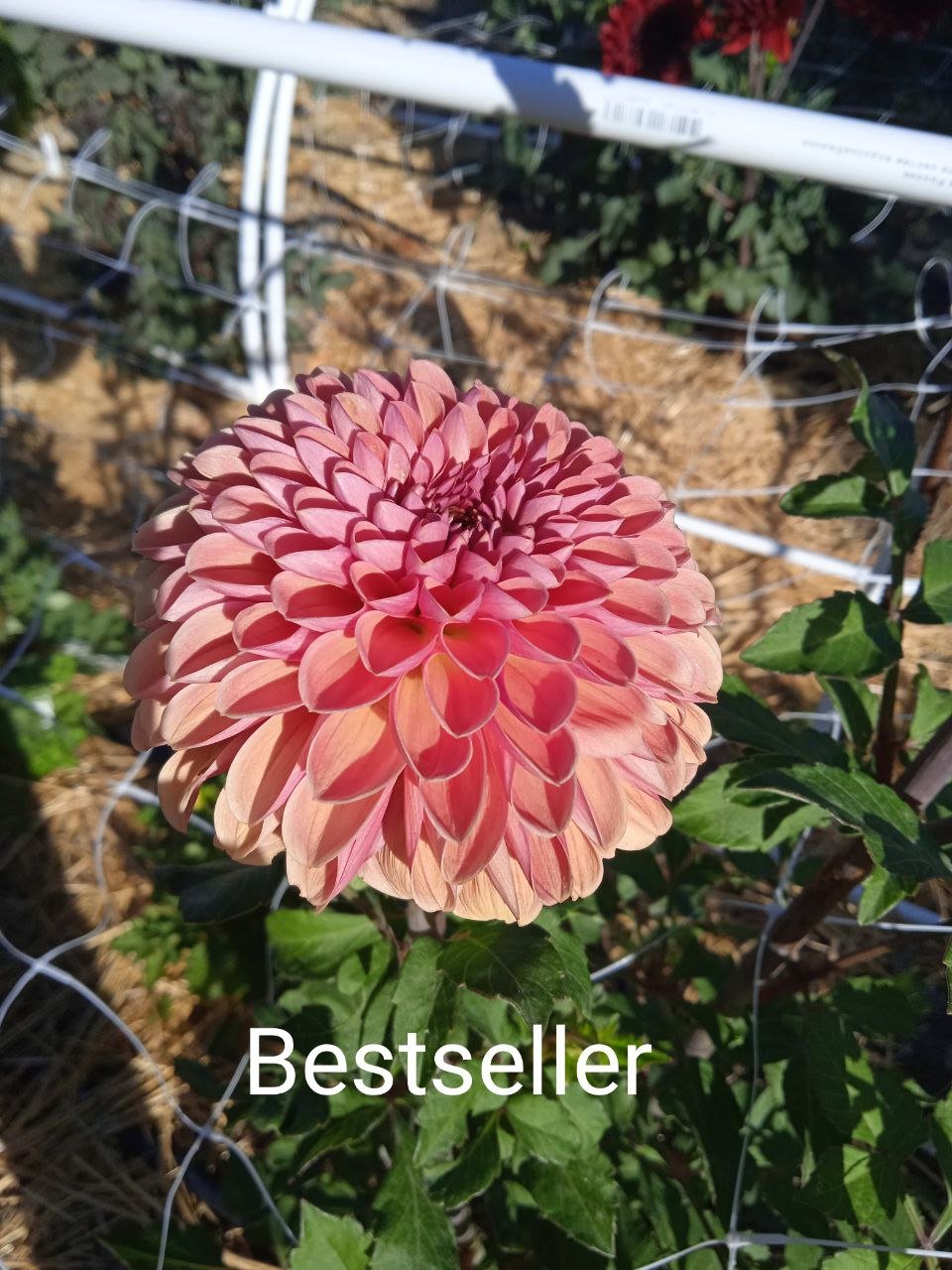 Георгина Бестселлер (Bestseller)