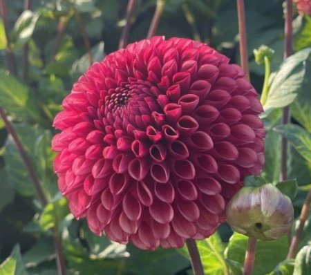 Георгина Коппербой (Copperboy)