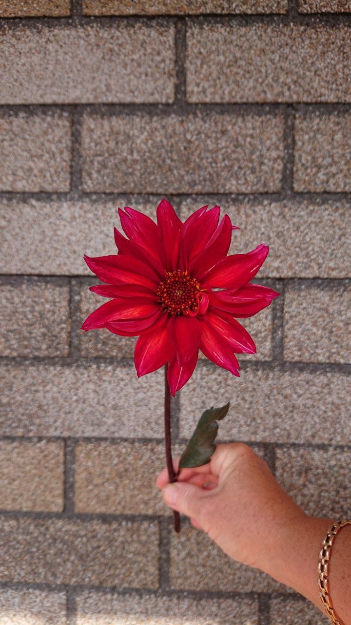 Георгина Вальцинг Матильда (Waltzing Mathilda)