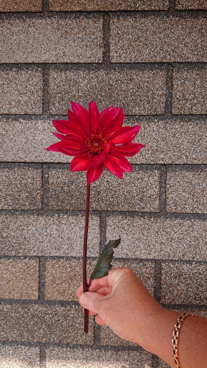 Георгина Вальцинг Матильда (Waltzing Mathilda) — фото 1