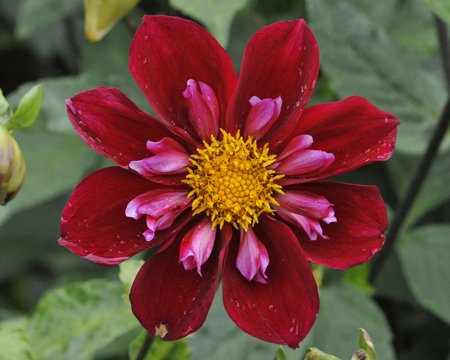 Георгина К-Энди (K-Andy) — фото 1