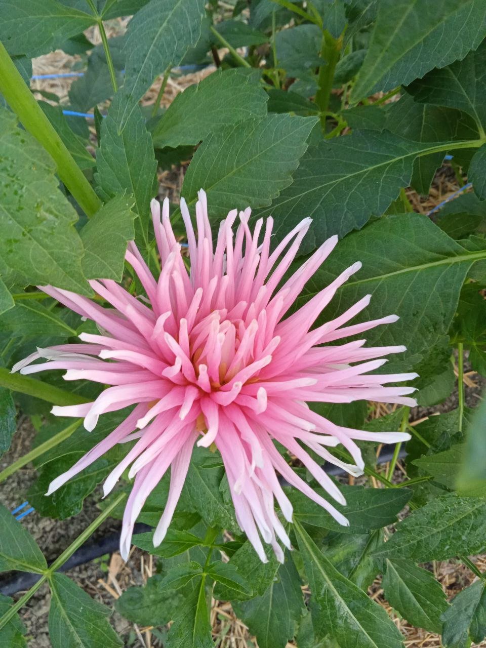 Георгина Парк Принцесс (Park Princess)