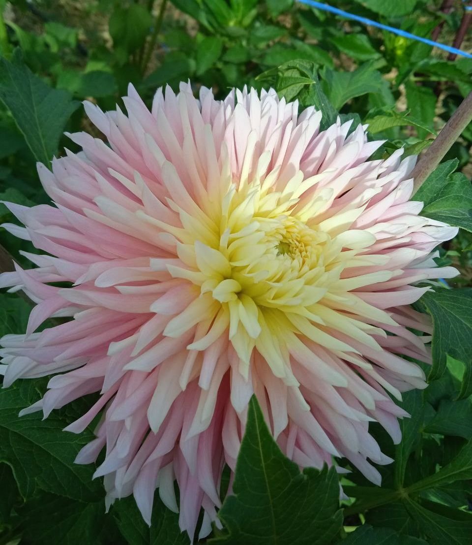 Георгина Джаст Мэррид (Just Married)