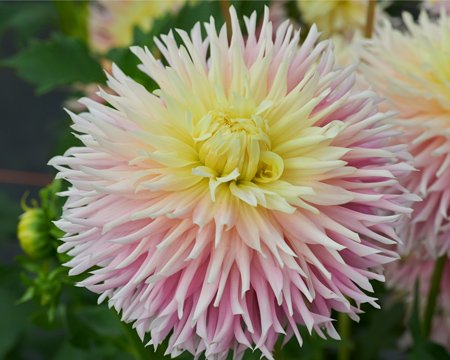 Георгина Джаст Мэррид (Just Married) — фото 1