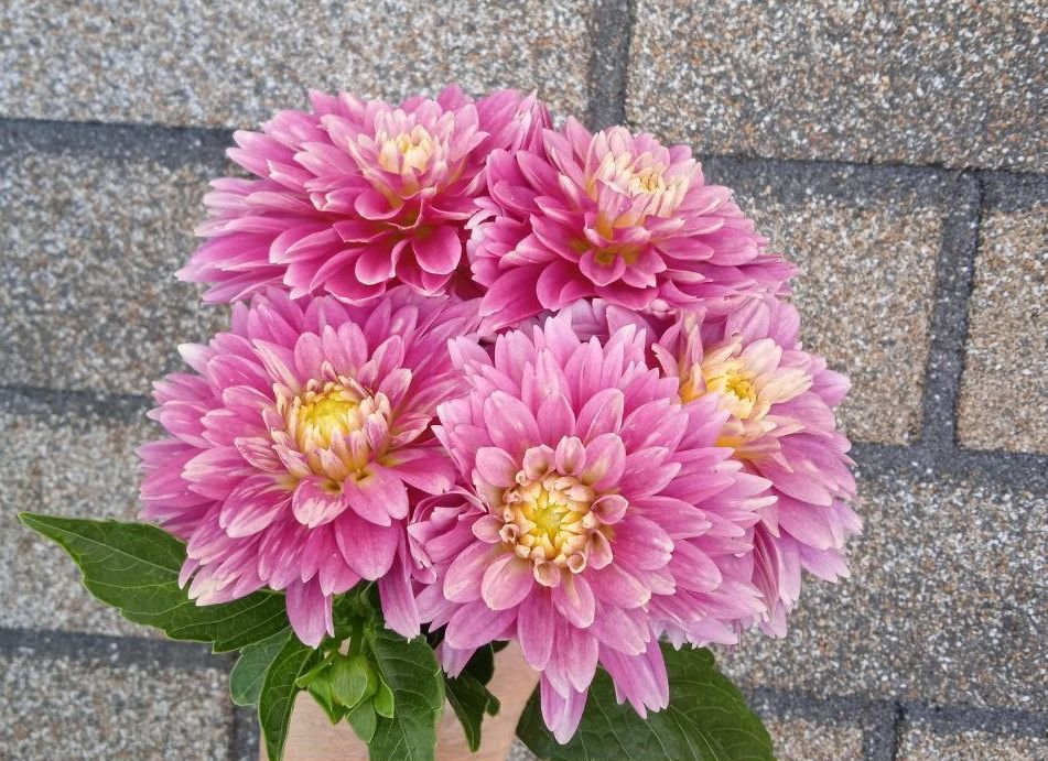 Георгина Геллери Рембрандт (Gallery Rembrandt)