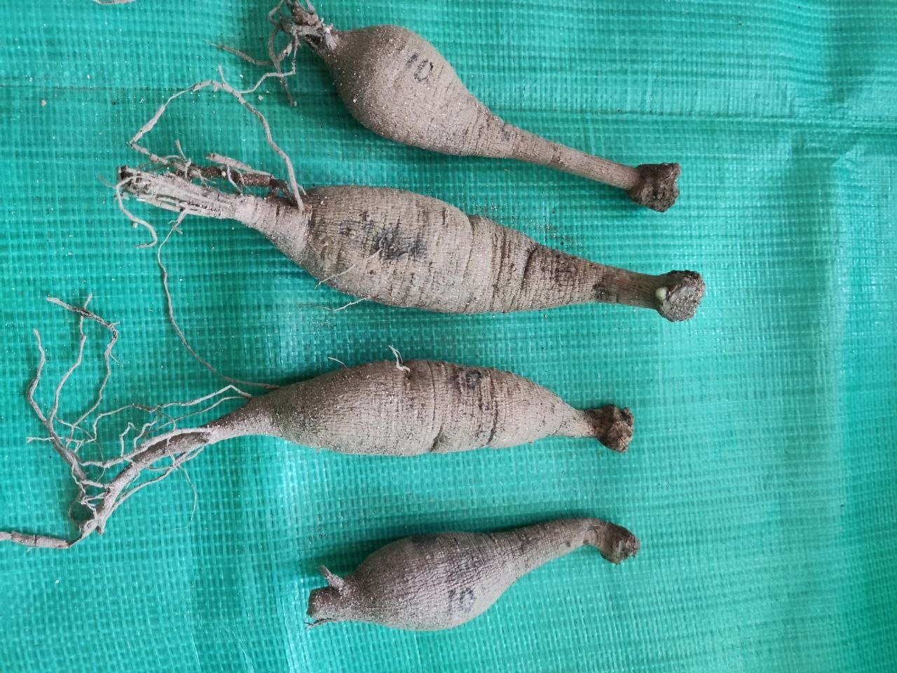 Георгина Вайт Перфекшн (White Perfection) — фото 1