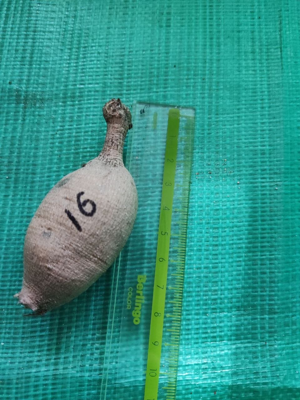 Георгина Свит Натали (Sweet Nathalie) — фото 1