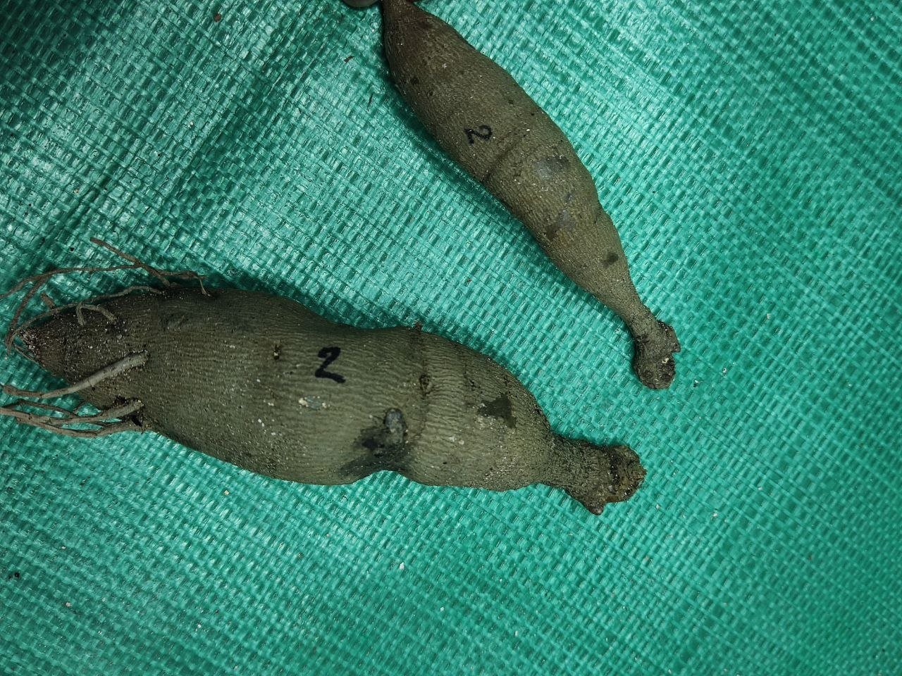 Георгина Смол Ворд (Small World) — фото 1