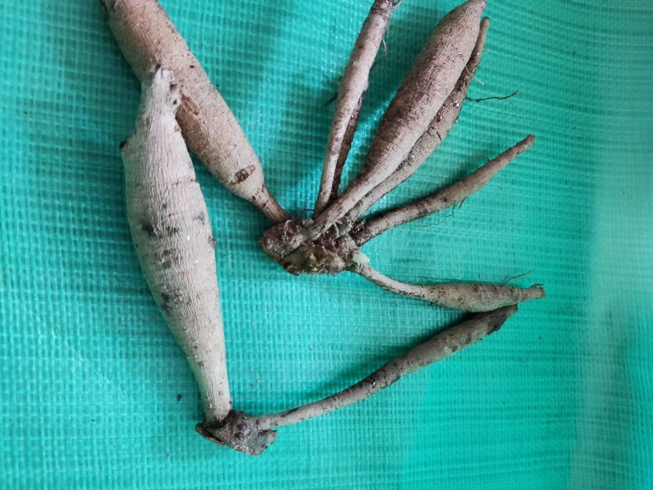 Георгина Карамель Антик (Caramel Antique) — фото 1