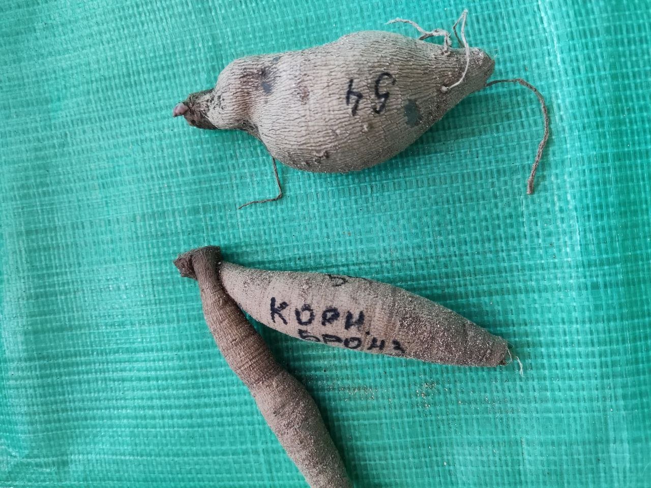 Георгина Корнел Бронз (Cornel Brons) — фото 1