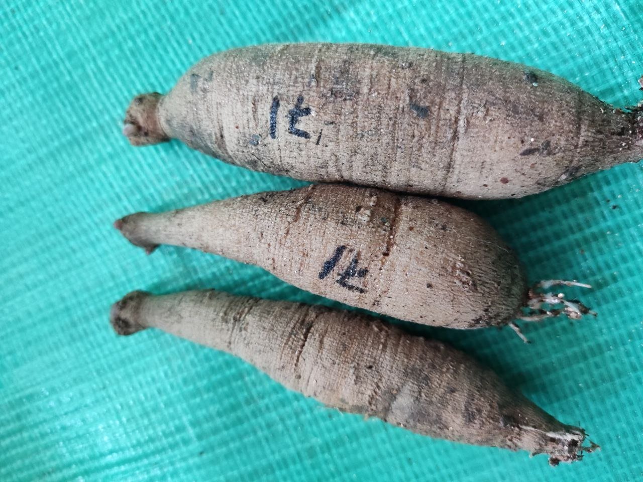 Георгина Карибиан Фэнтази (Caribbean Fantasy) — фото 1