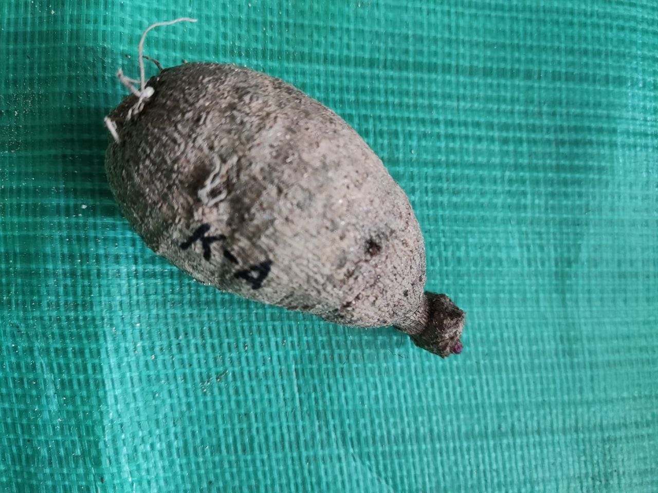 Георгина К-Энди (K-Andy) — фото 1