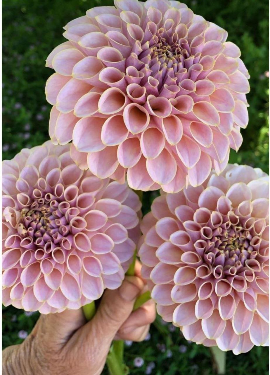 Георгина КАс Синдер Роуз ( KА's Cinder Rosе)