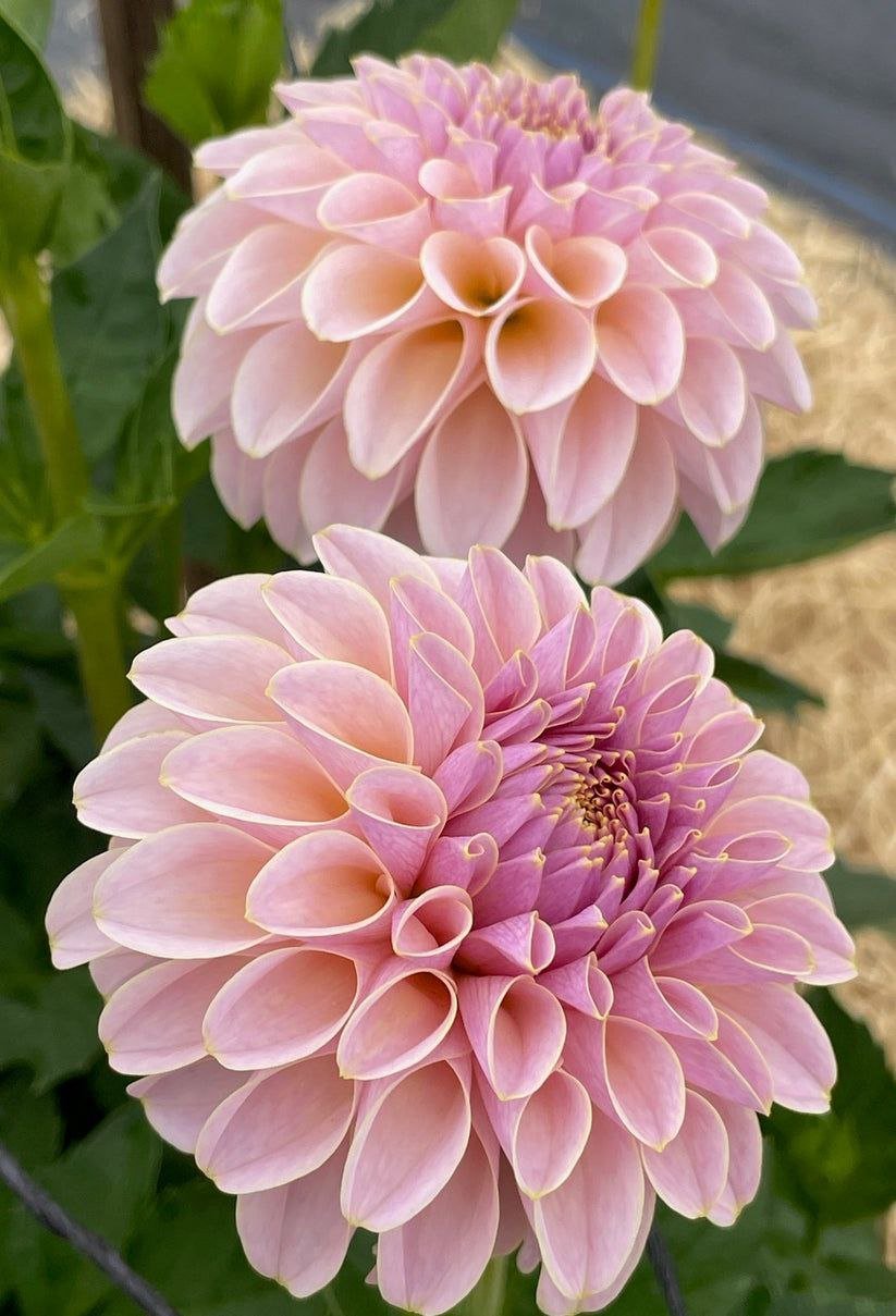 Георгина КАс Синдер Роуз ( KА's Cinder Rosе) — фото 1