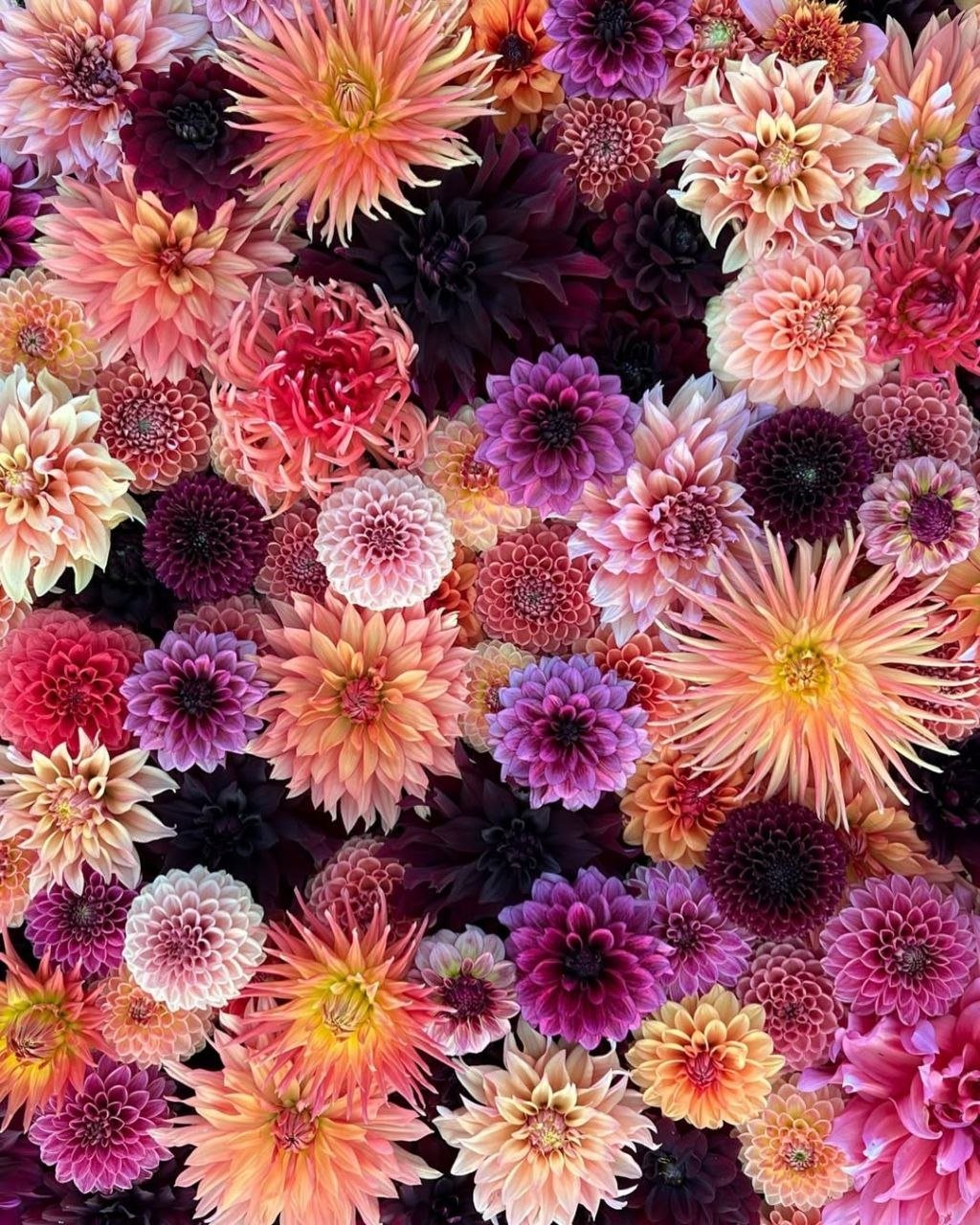 Георгина Неизвестный сорт