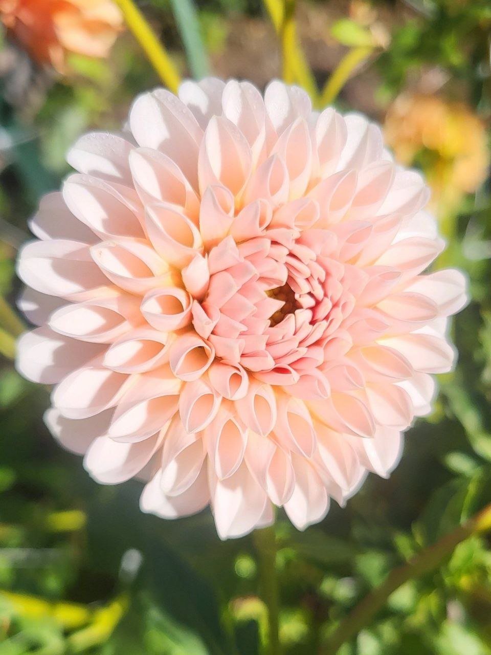 Георгина Ли Кьюпай (Lee's Kewpie)