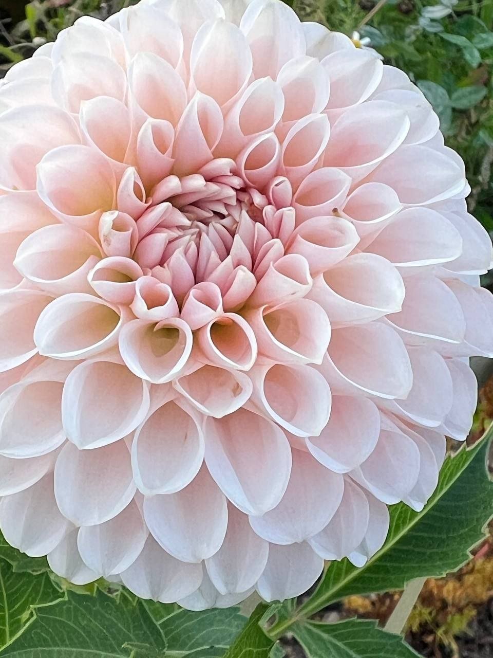 Георгина Ли Кьюпай (Lee's Kewpie) — фото 1