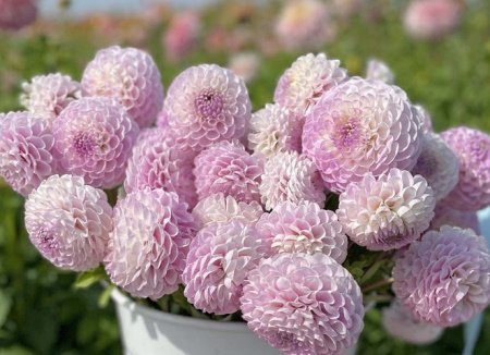 Георгина Снохо Соня (Snoho Sonia) — фото 1