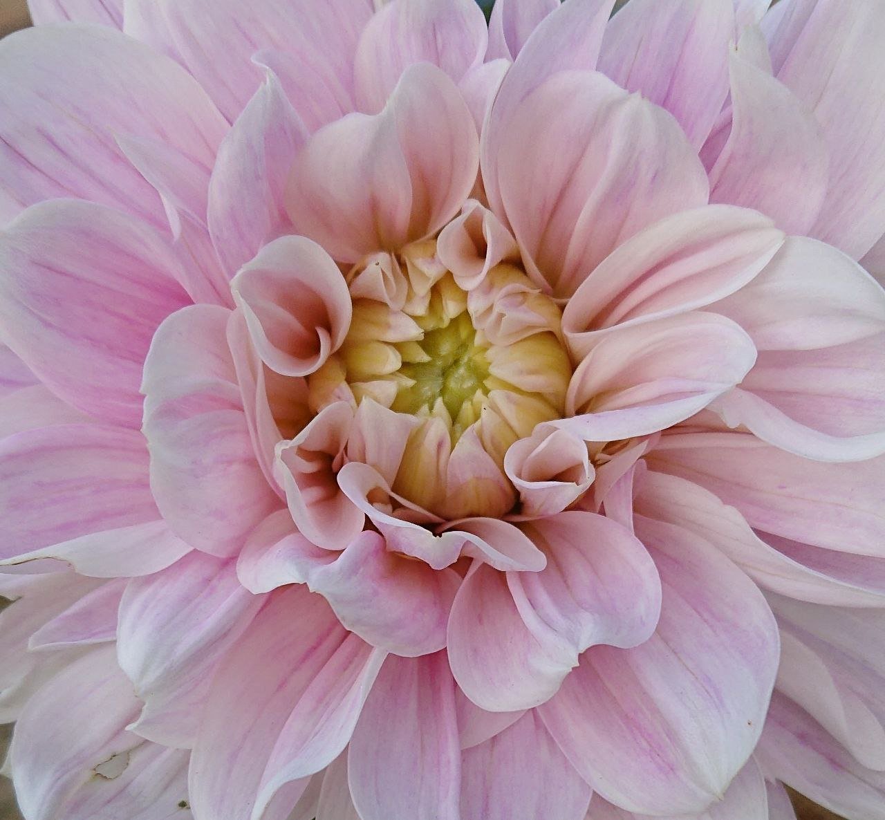 Георгина Рэди Даун (RANDI DAWN) — фото 1